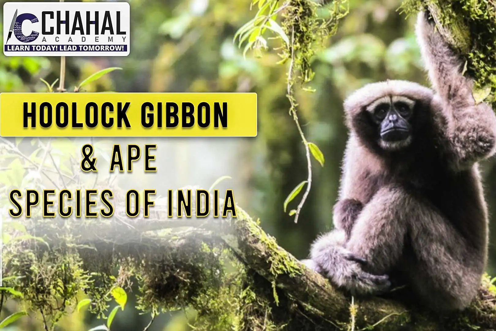 Hoolock Gibbon