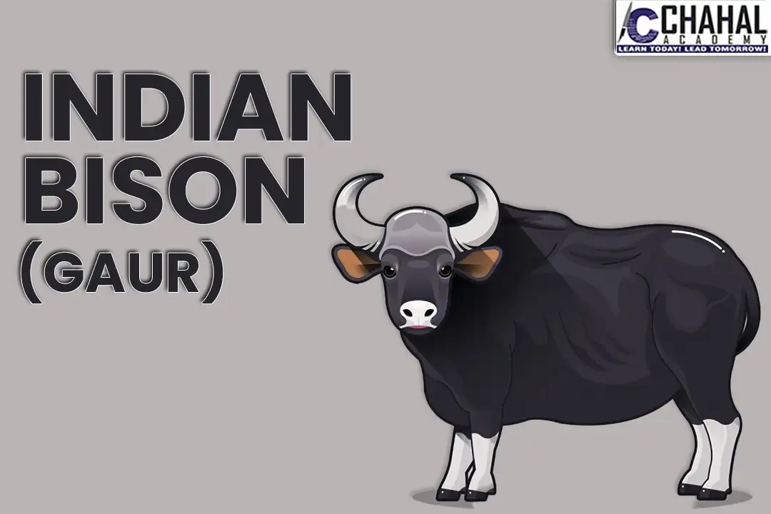 Indian Bison