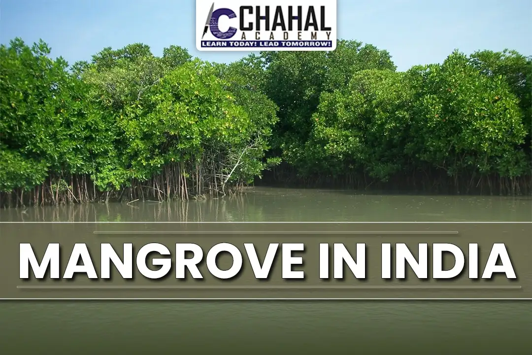 Mangrove in India