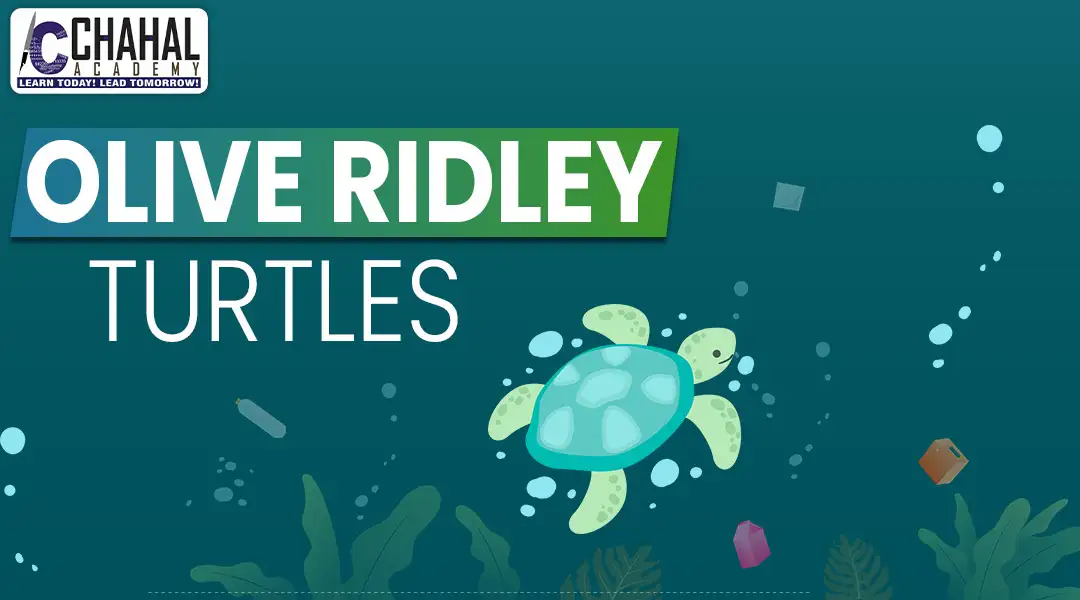 Olive Ridley Turtles