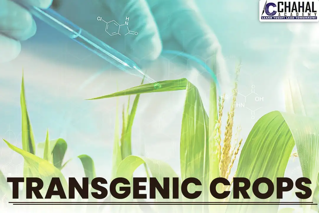 Transgenic Crops